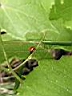 126-2626_IMG.JPG