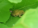 126-2633_IMG.JPG
