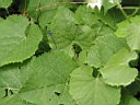 126-2634_IMG.JPG